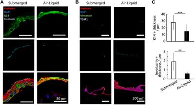 Design of an Integrated Microvascularized Human Skin-on-a-Chip Tissue Equivalent Model